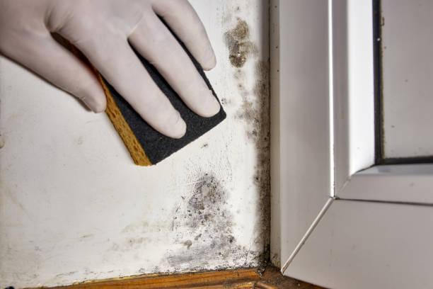 Dehumidification Services in Holiday Island, AR