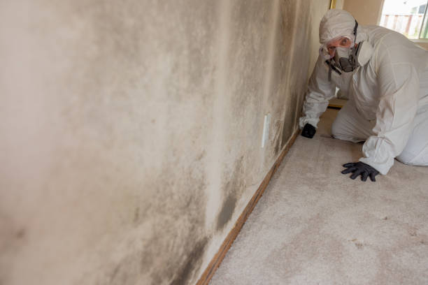 Biohazard Mold Removal in Holiday Island, AR